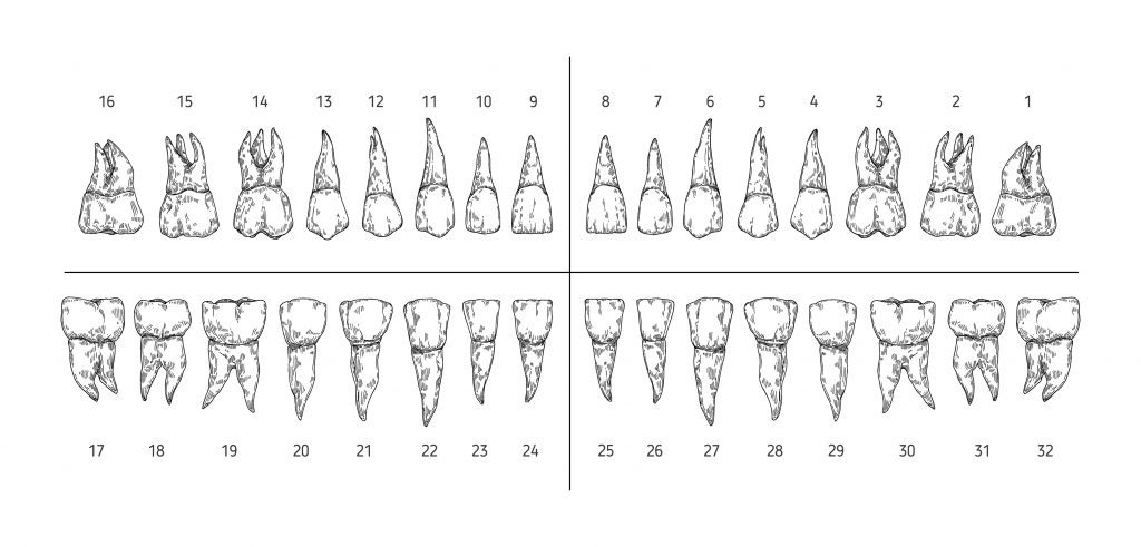 numeracion dientes